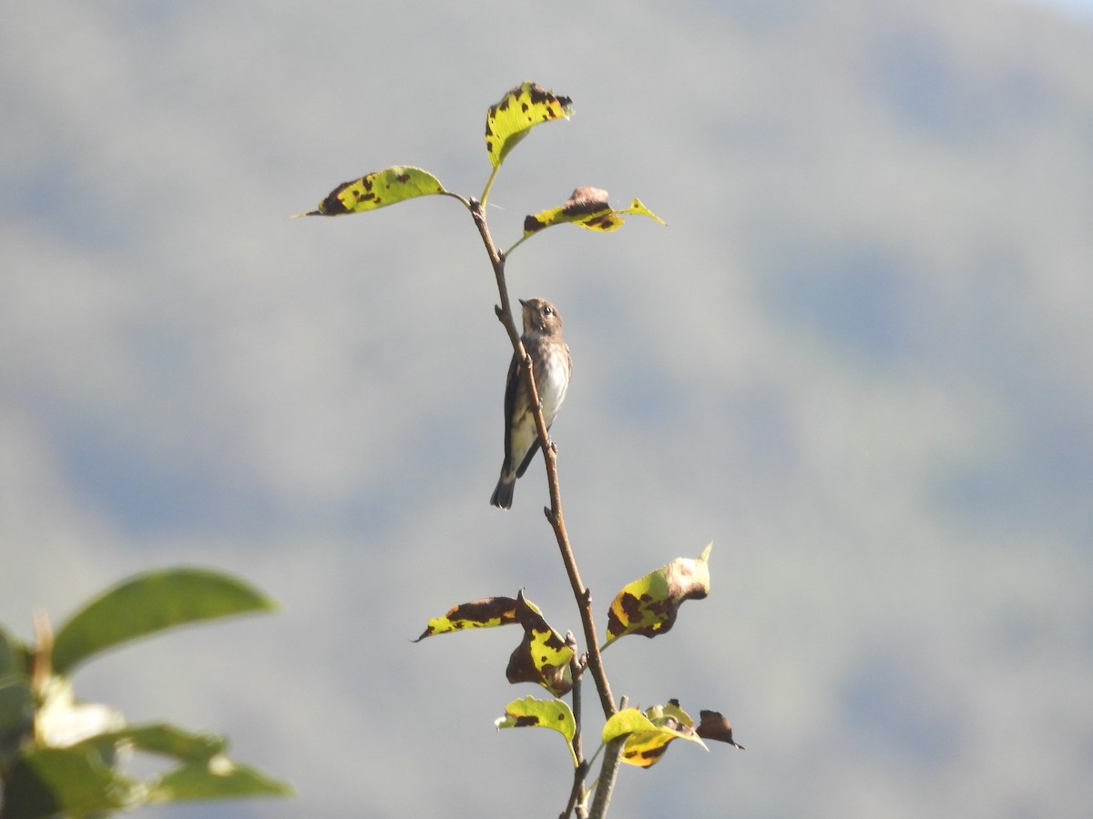 Rußschnäpper - ML644458480