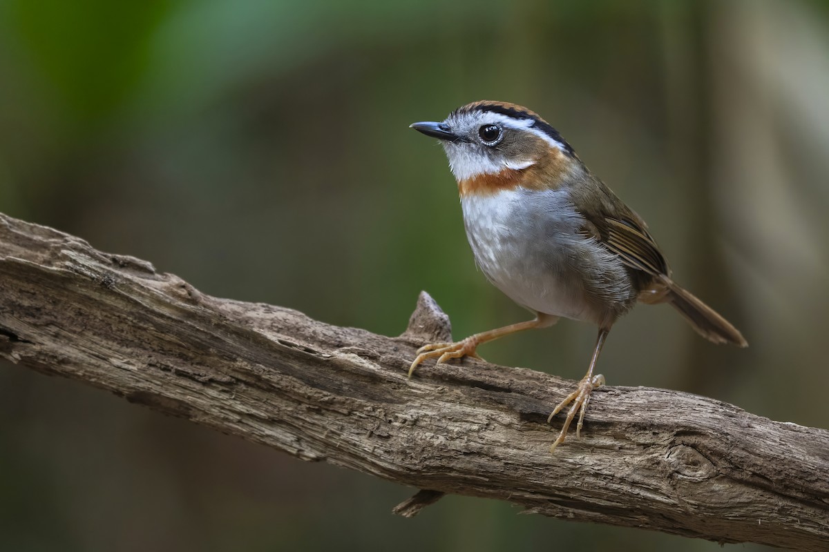 Рыжегорлая альциппа - ML644458489