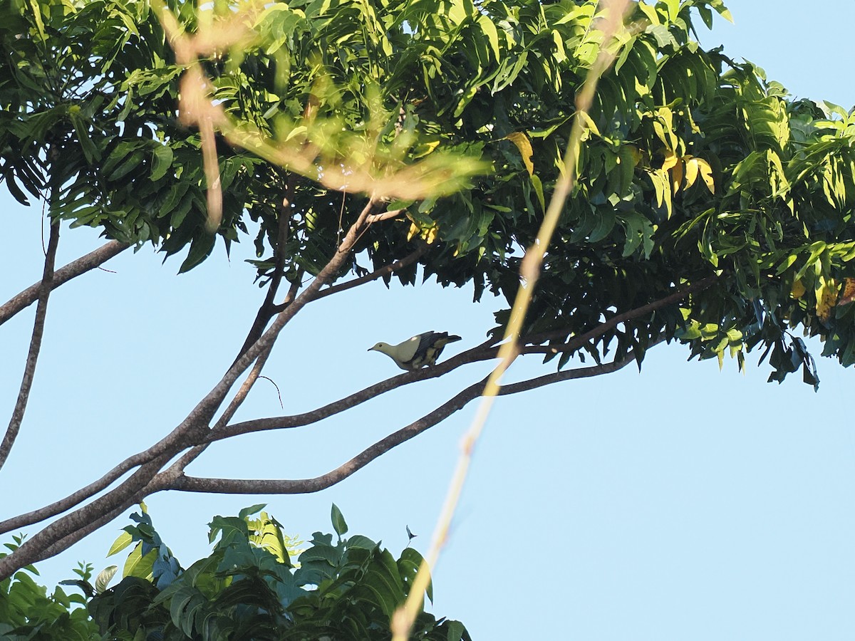 Silver-tipped Imperial-Pigeon - ML644458491