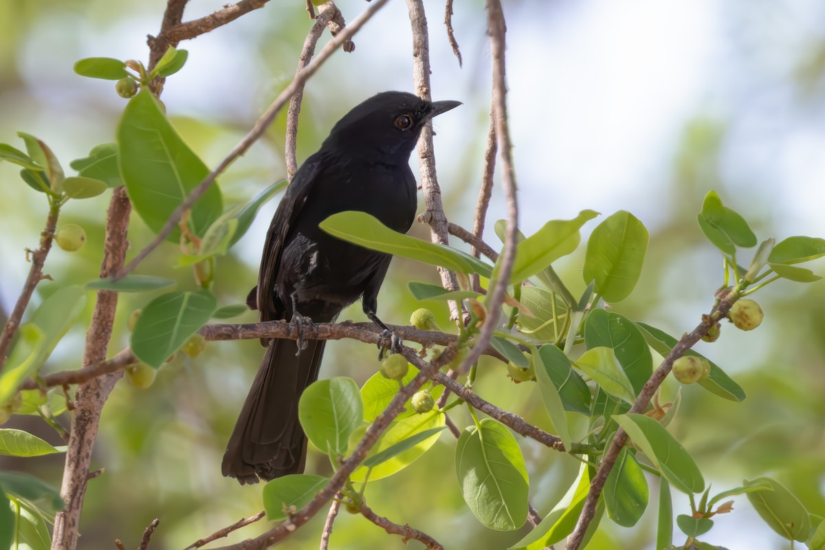 Gobemouche drongo - ML644458500