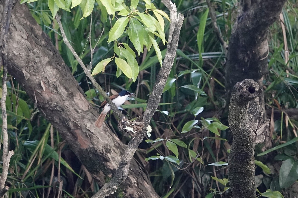 Shining Flycatcher - ML644458505