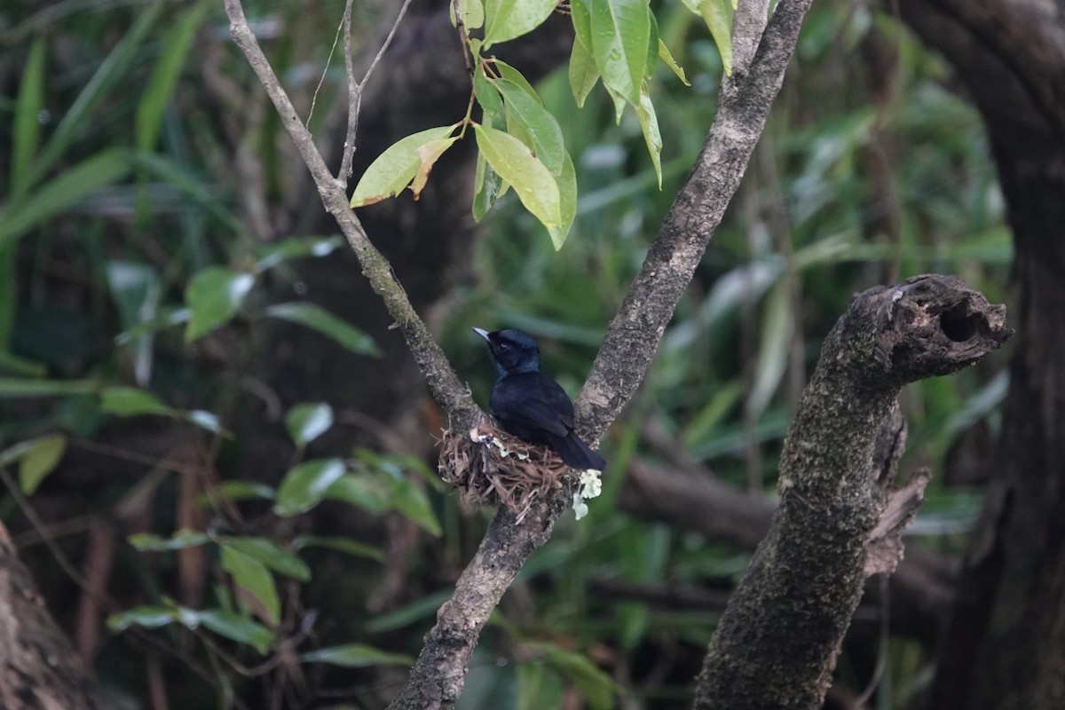 Shining Flycatcher - ML644458506