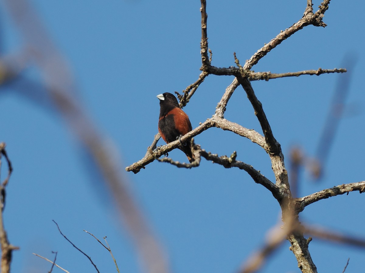 Finch-billed Myna - ML644458507