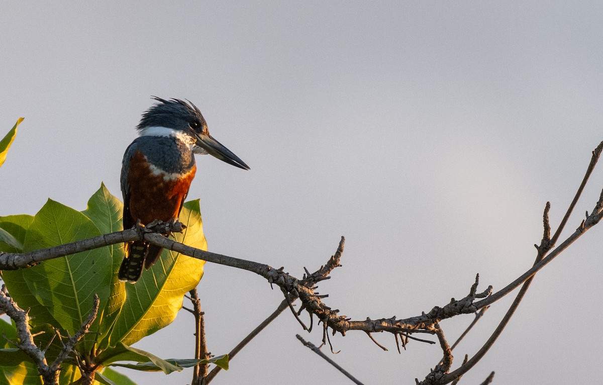 Ringed Kingfisher - ML644458508