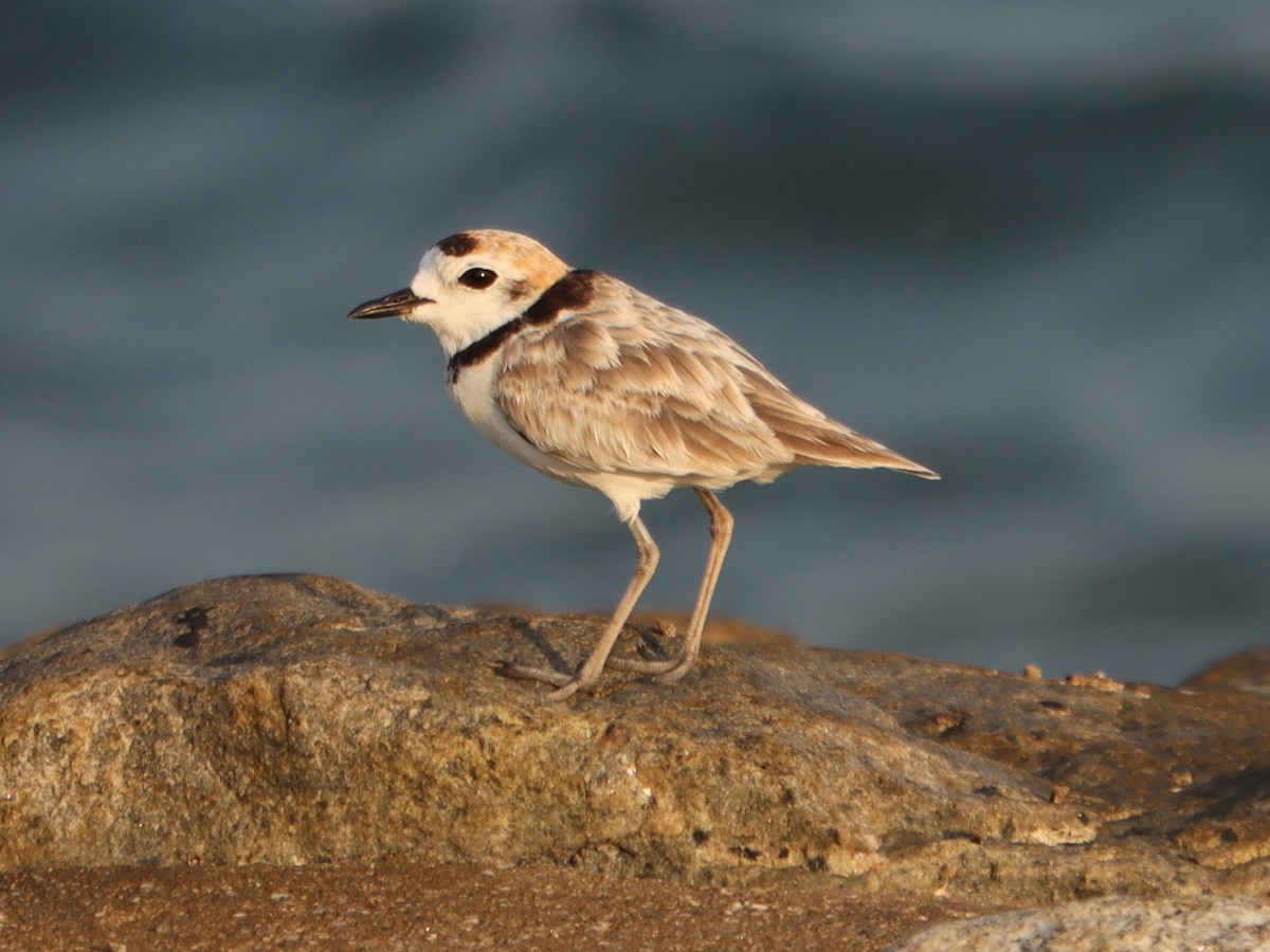 arkipello - ML644458514