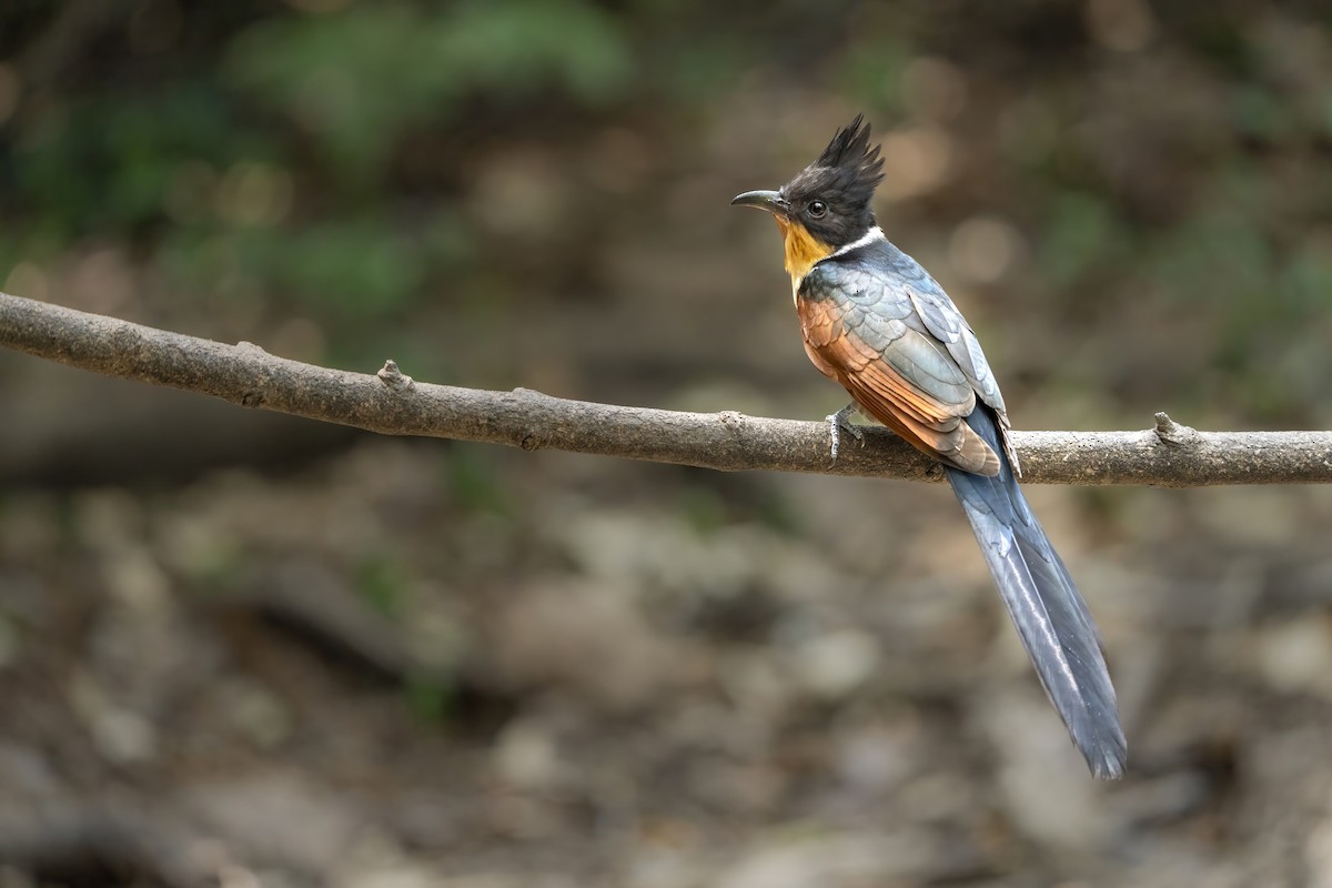 kukačka hnědokřídlá - ML644458523