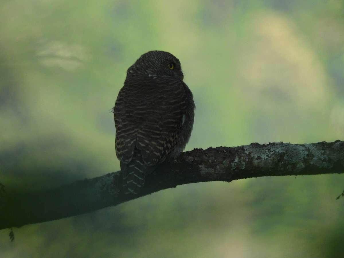 Asian Barred Owlet - ML644458531