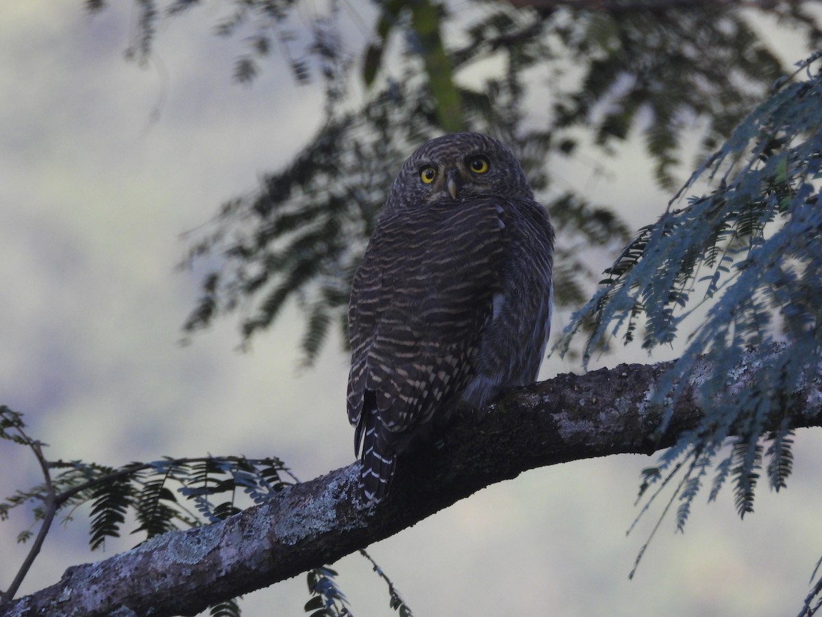 Asian Barred Owlet - ML644458532