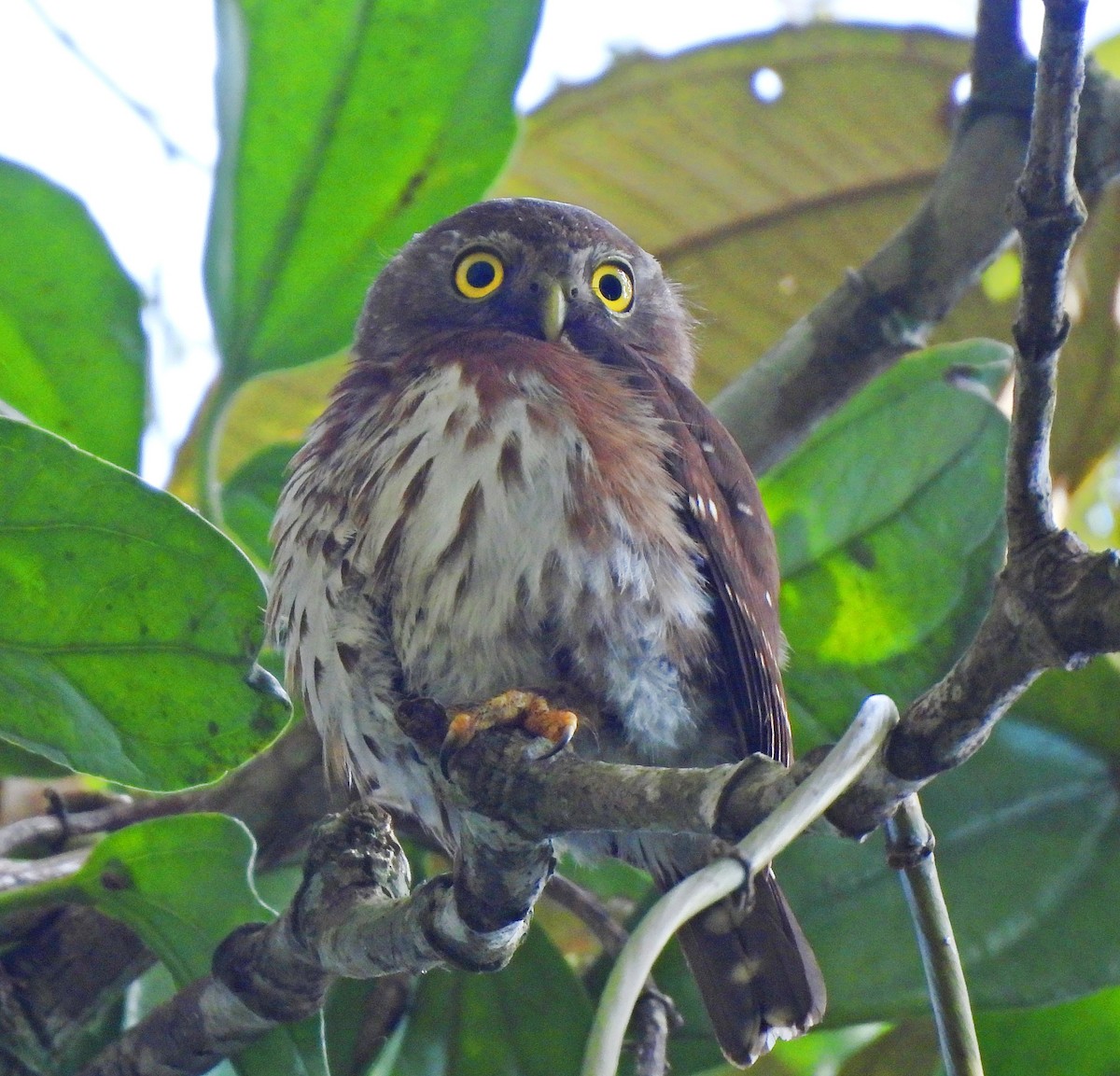 Least Pygmy-Owl - ML644458544