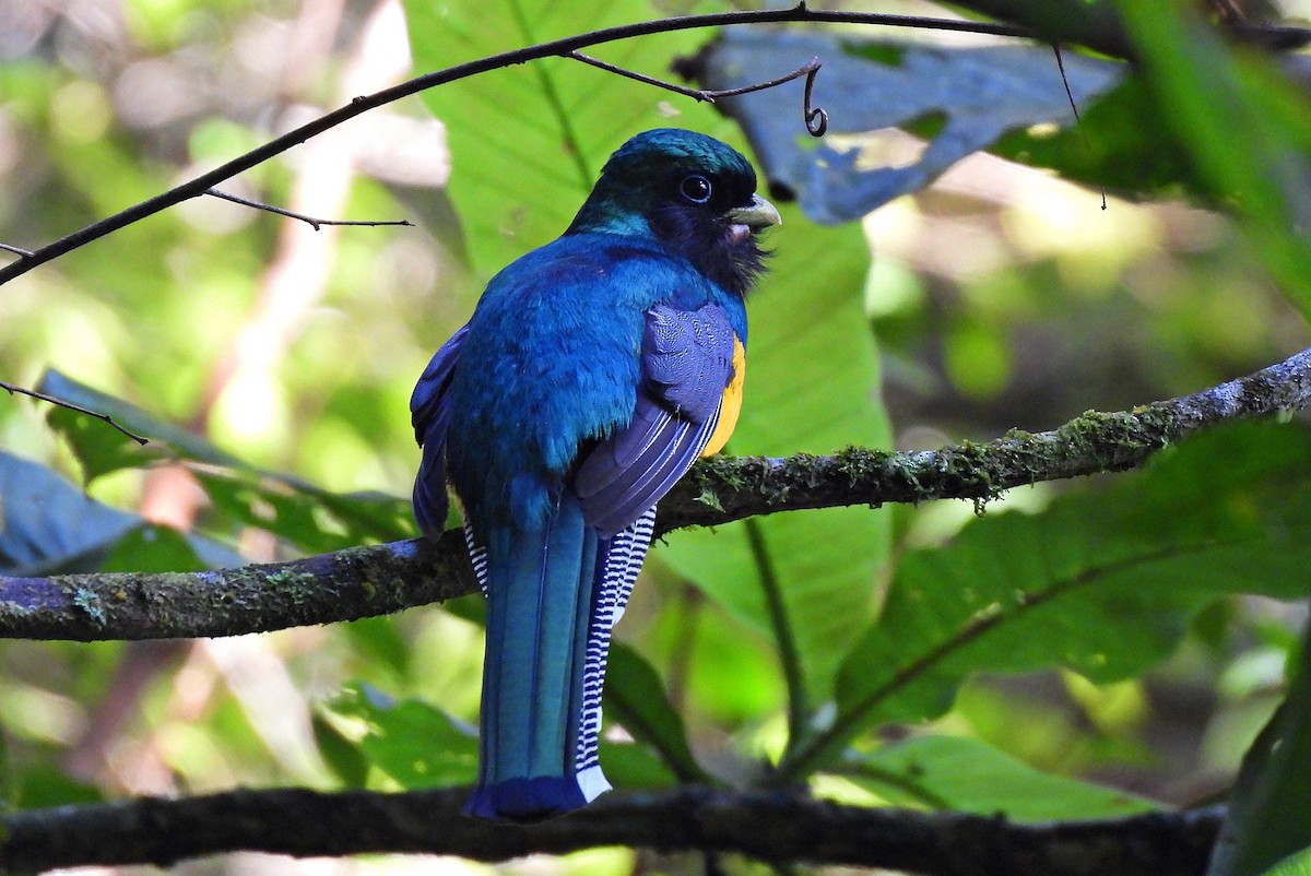 søredeltrogon - ML644458548