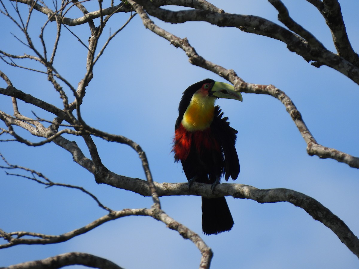 Red-breasted Toucan - ML644458551