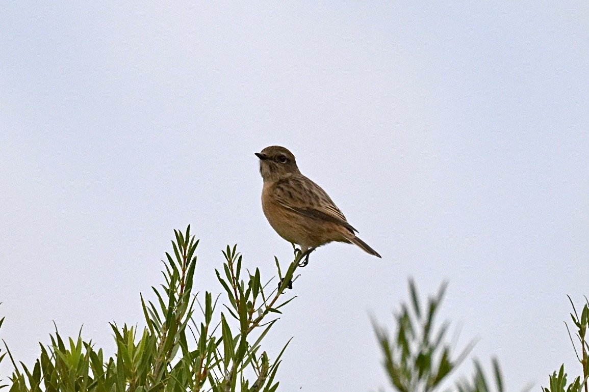 European Stonechat - ML644458555