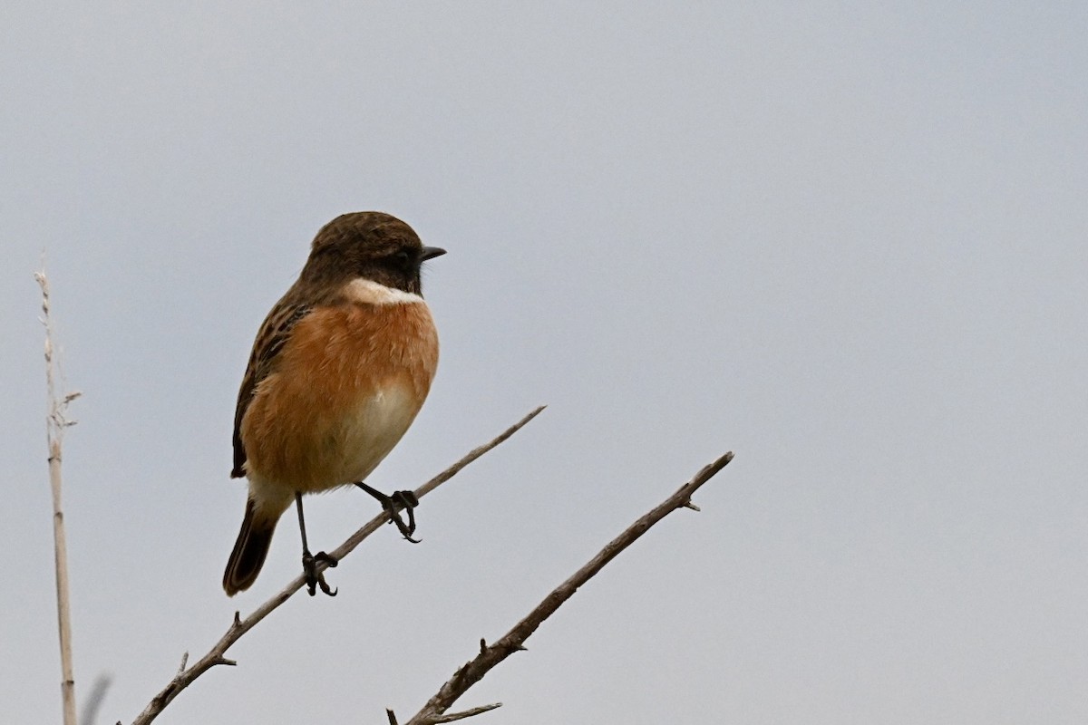 European Stonechat - ML644458556