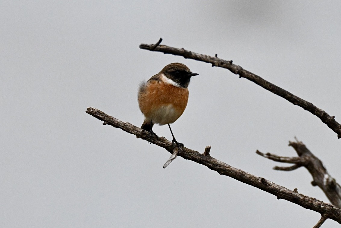 European Stonechat - ML644458557