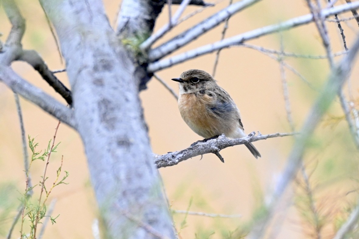 European Stonechat - ML644458558
