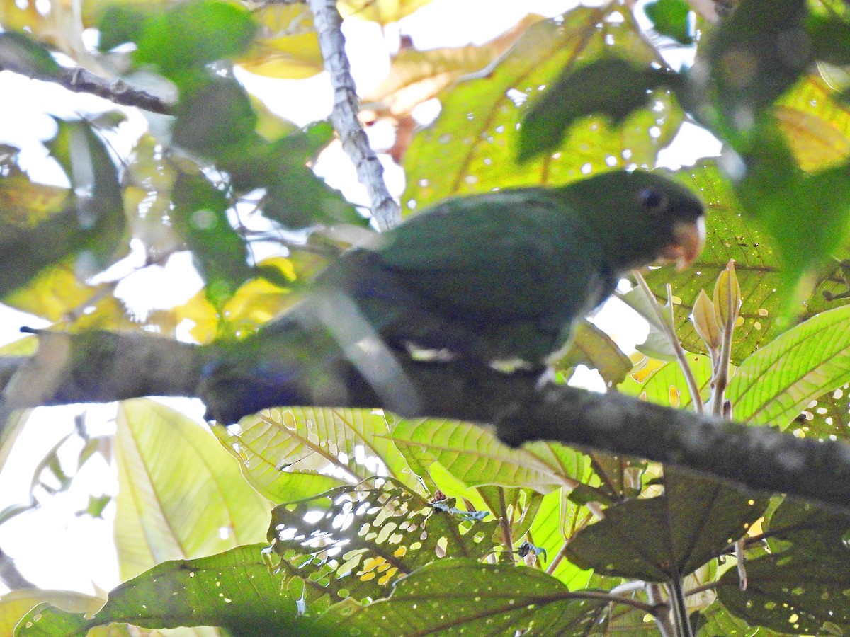 Blue-bellied Parrot - ML644458559