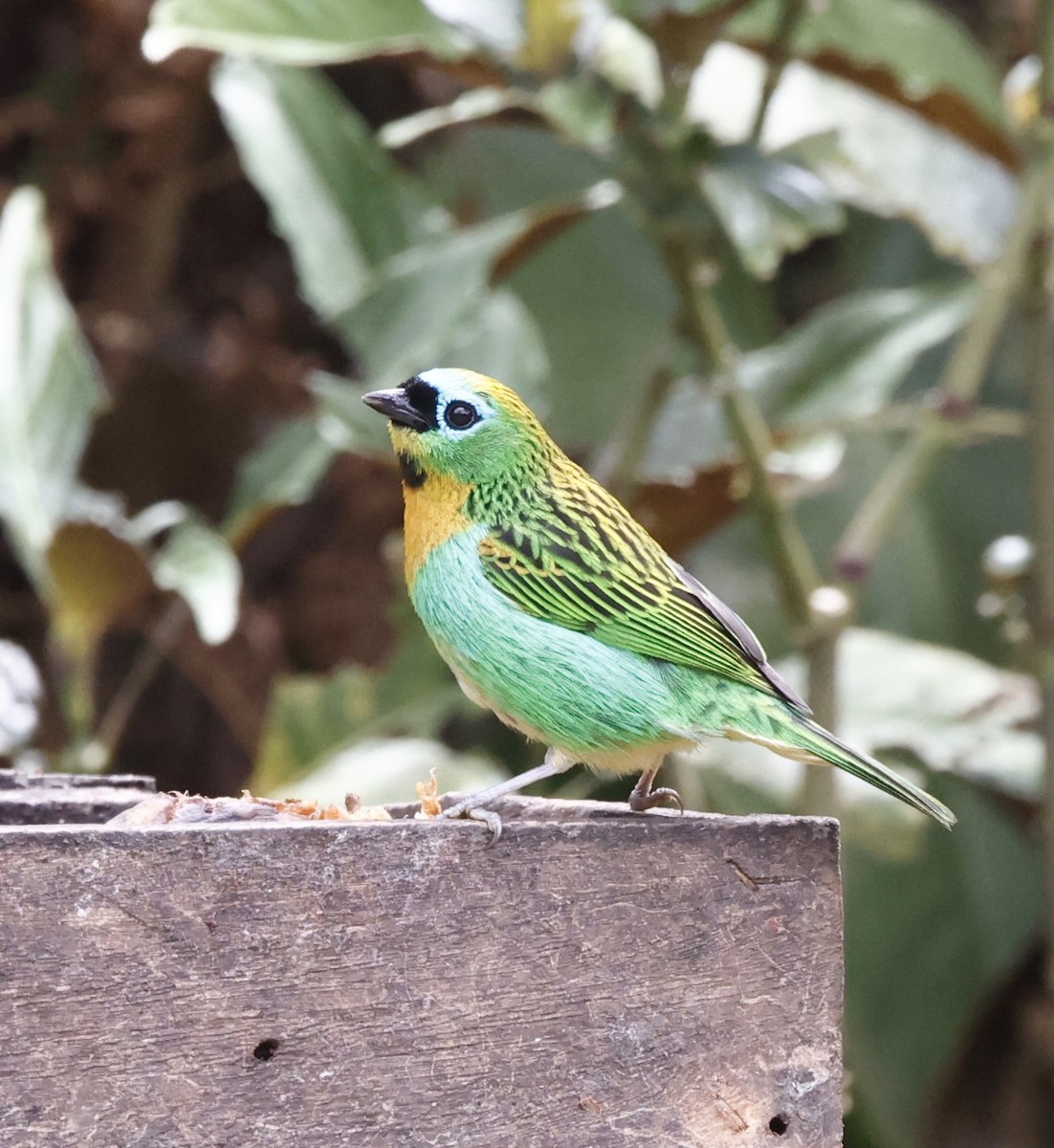 Brassy-breasted Tanager - ML644458561