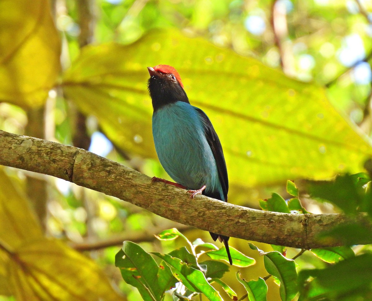 Swallow-tailed Manakin - ML644458563