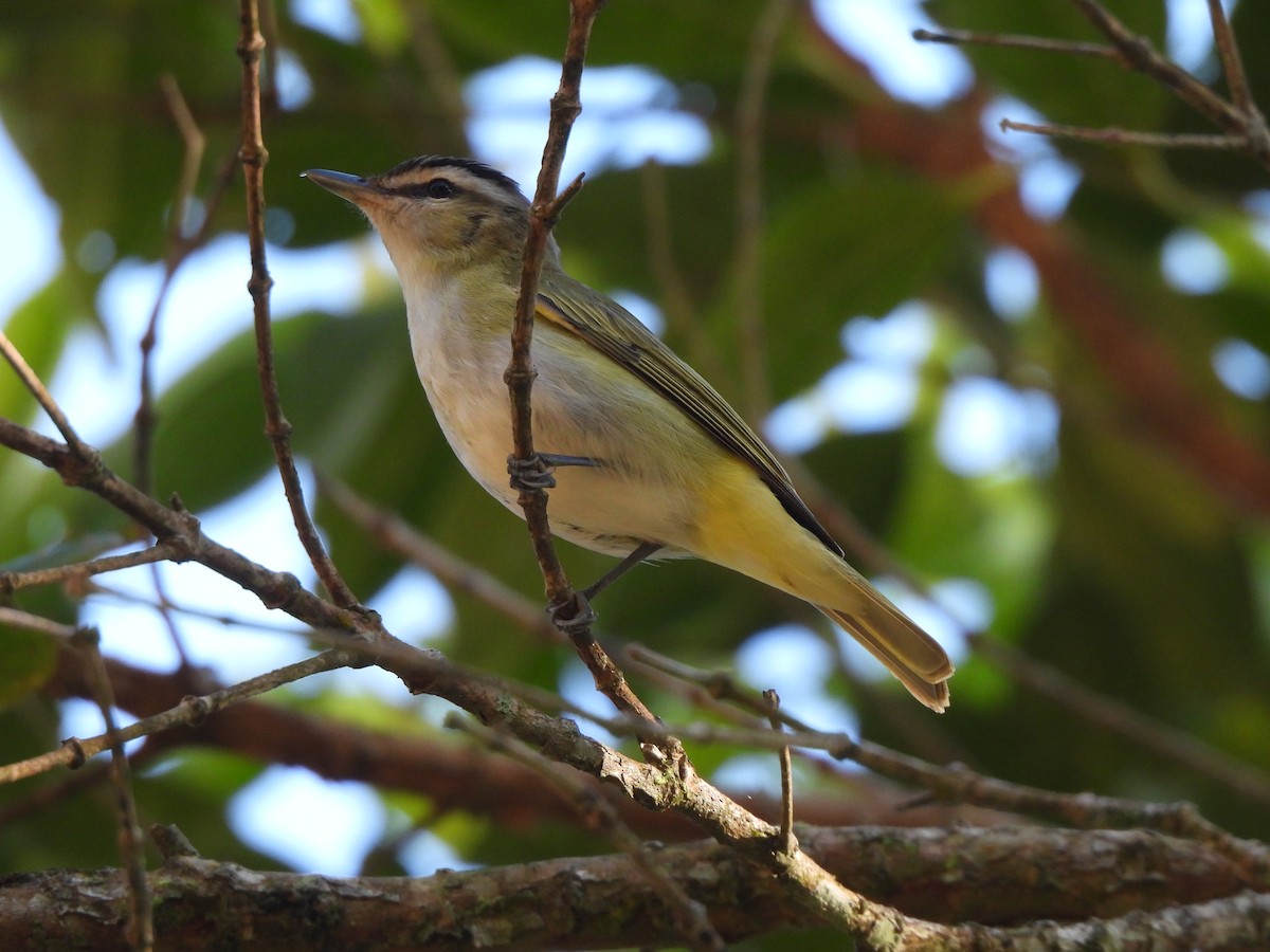 Chivi Vireo - ML644458569