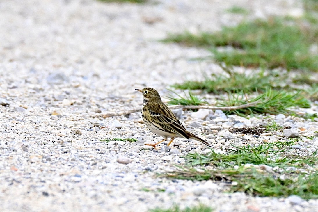 Çayır İncirkuşu - ML644458572