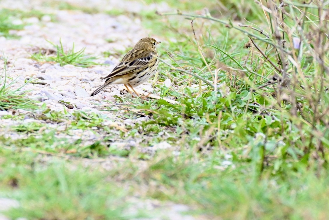 Çayır İncirkuşu - ML644458573