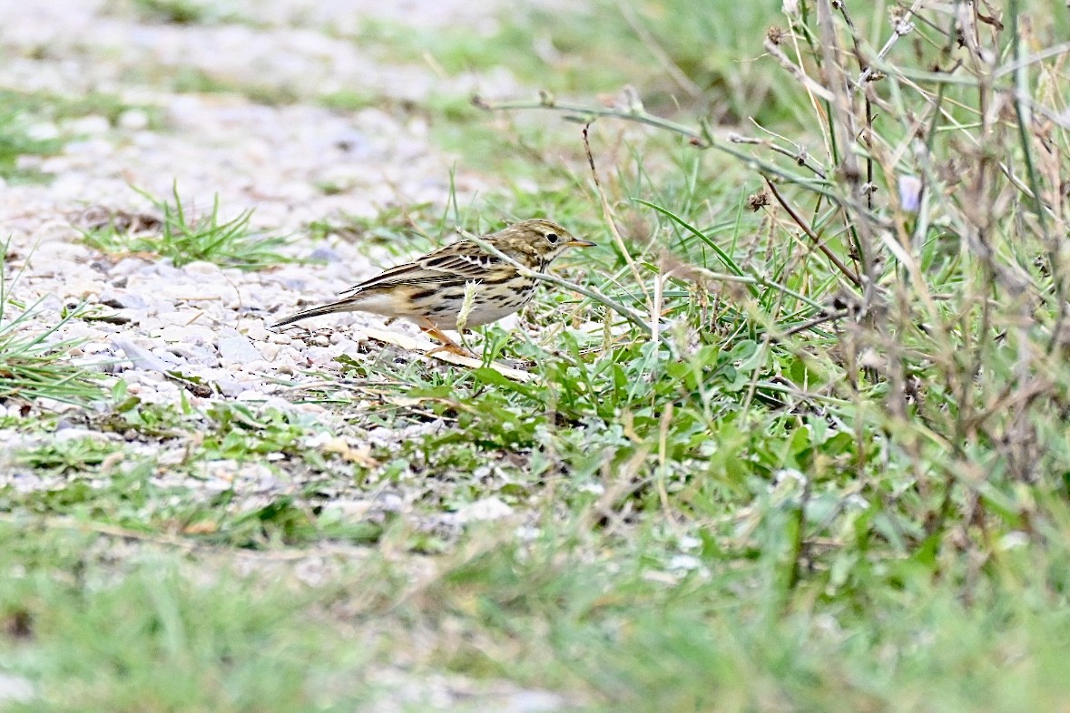 Çayır İncirkuşu - ML644458574