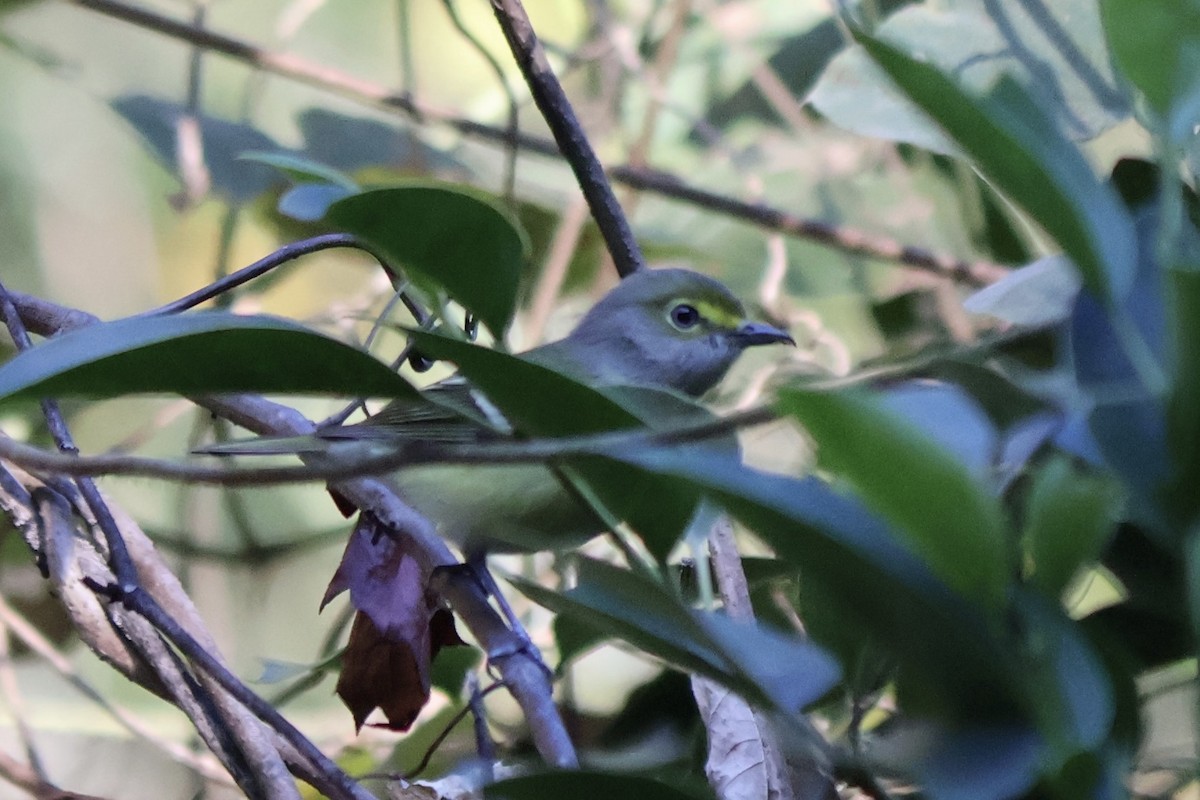 Белоглазый виреон - ML644458581