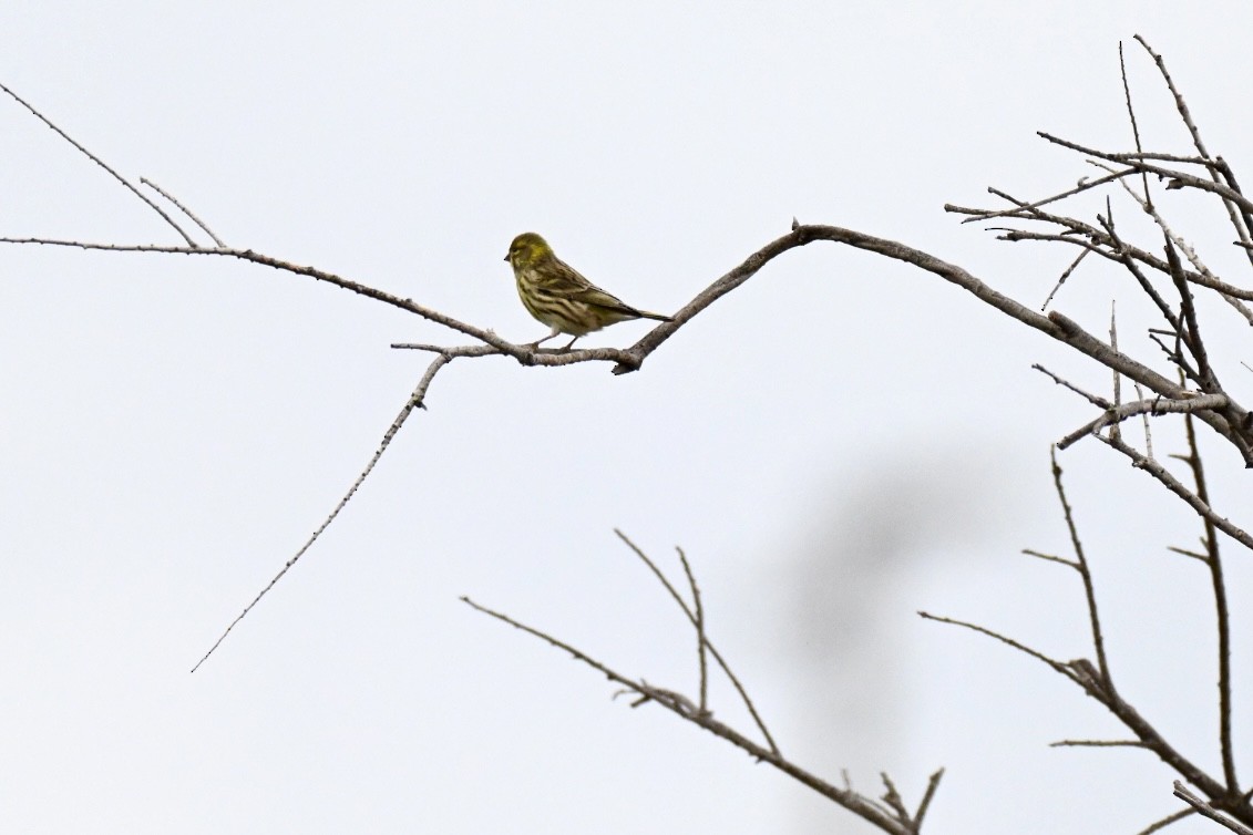 בזבוז אירופי - ML644458582
