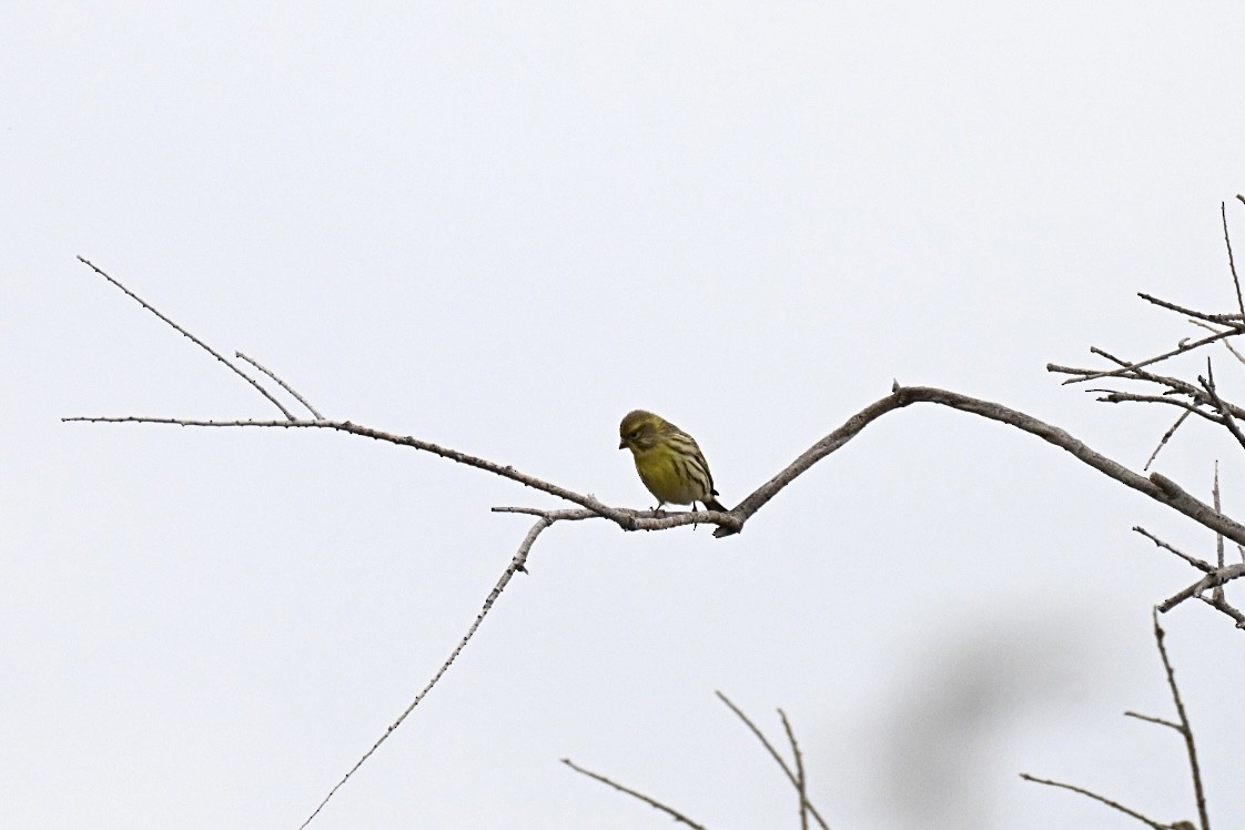 בזבוז אירופי - ML644458583