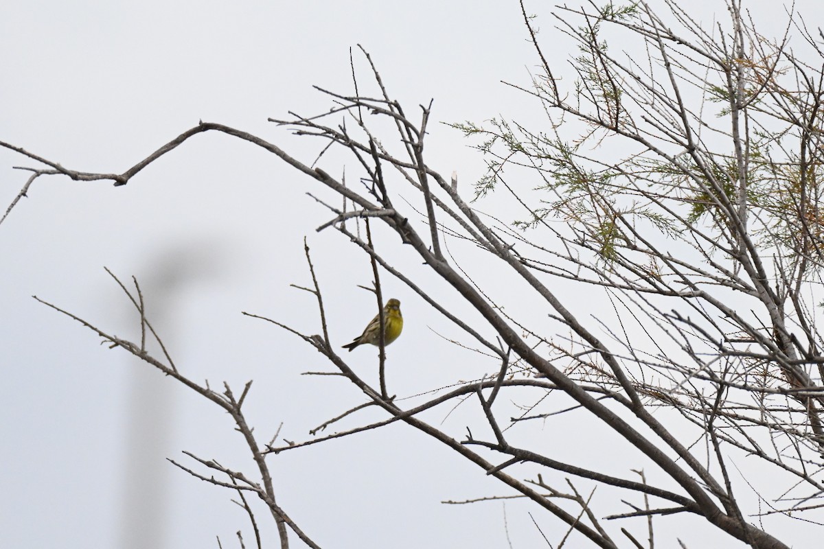 בזבוז אירופי - ML644458584