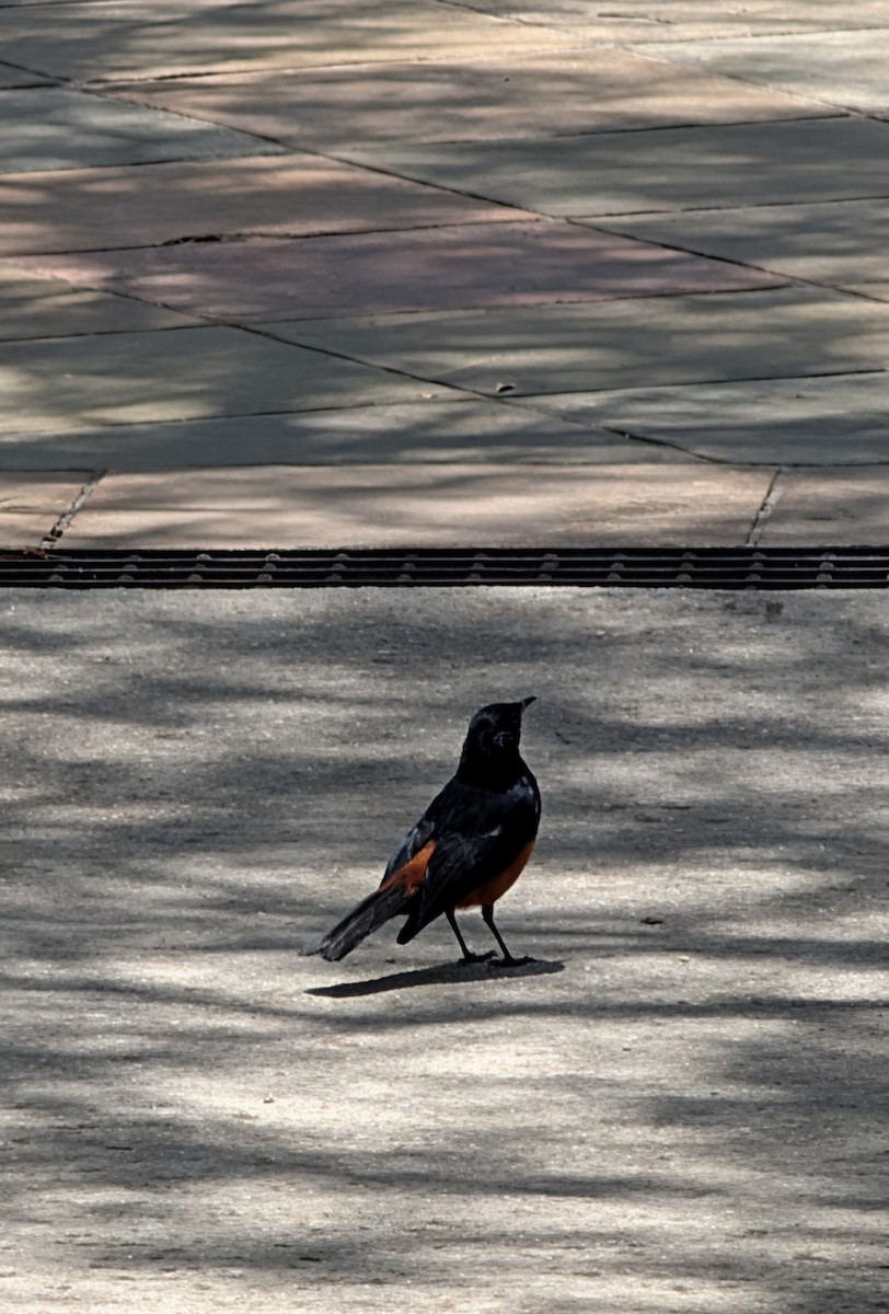 Mocking Cliff-Chat - ML644458585