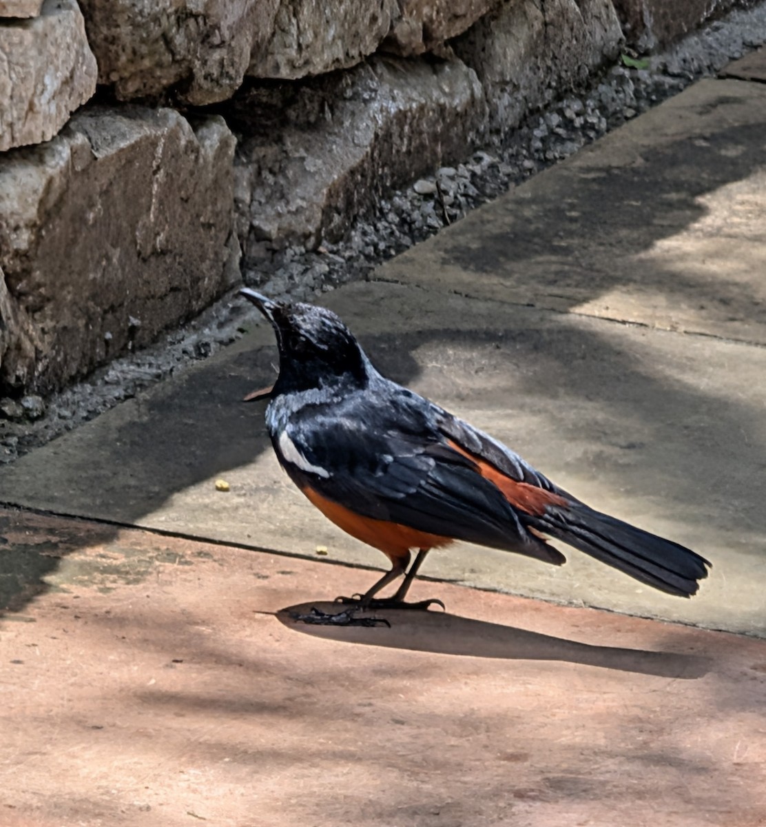 Mocking Cliff-Chat - ML644458586