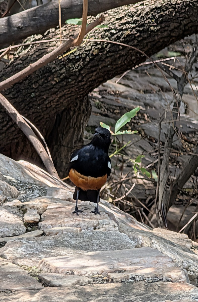 Mocking Cliff-Chat - ML644458587