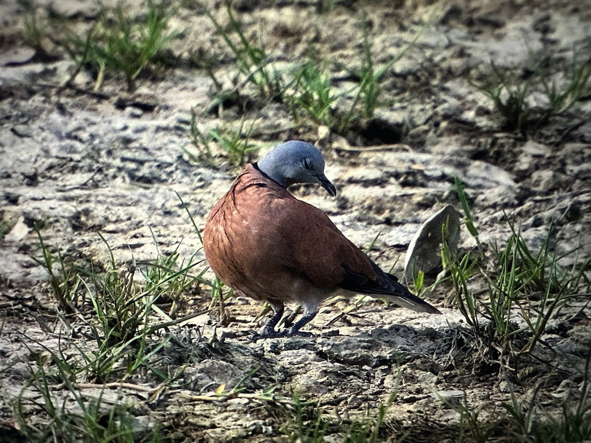 Kızıl Kumru - ML644458591