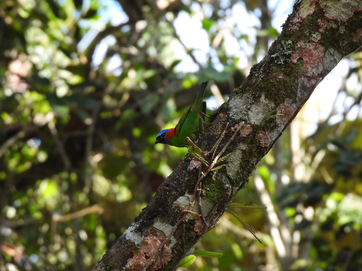 Tangara Militar - ML644458593
