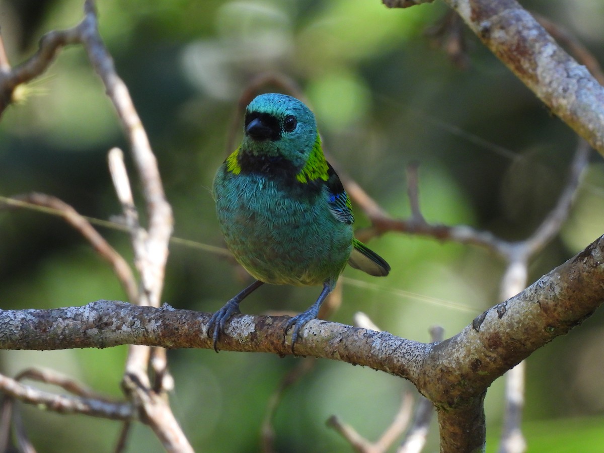 Green-headed Tanager - ML644458601