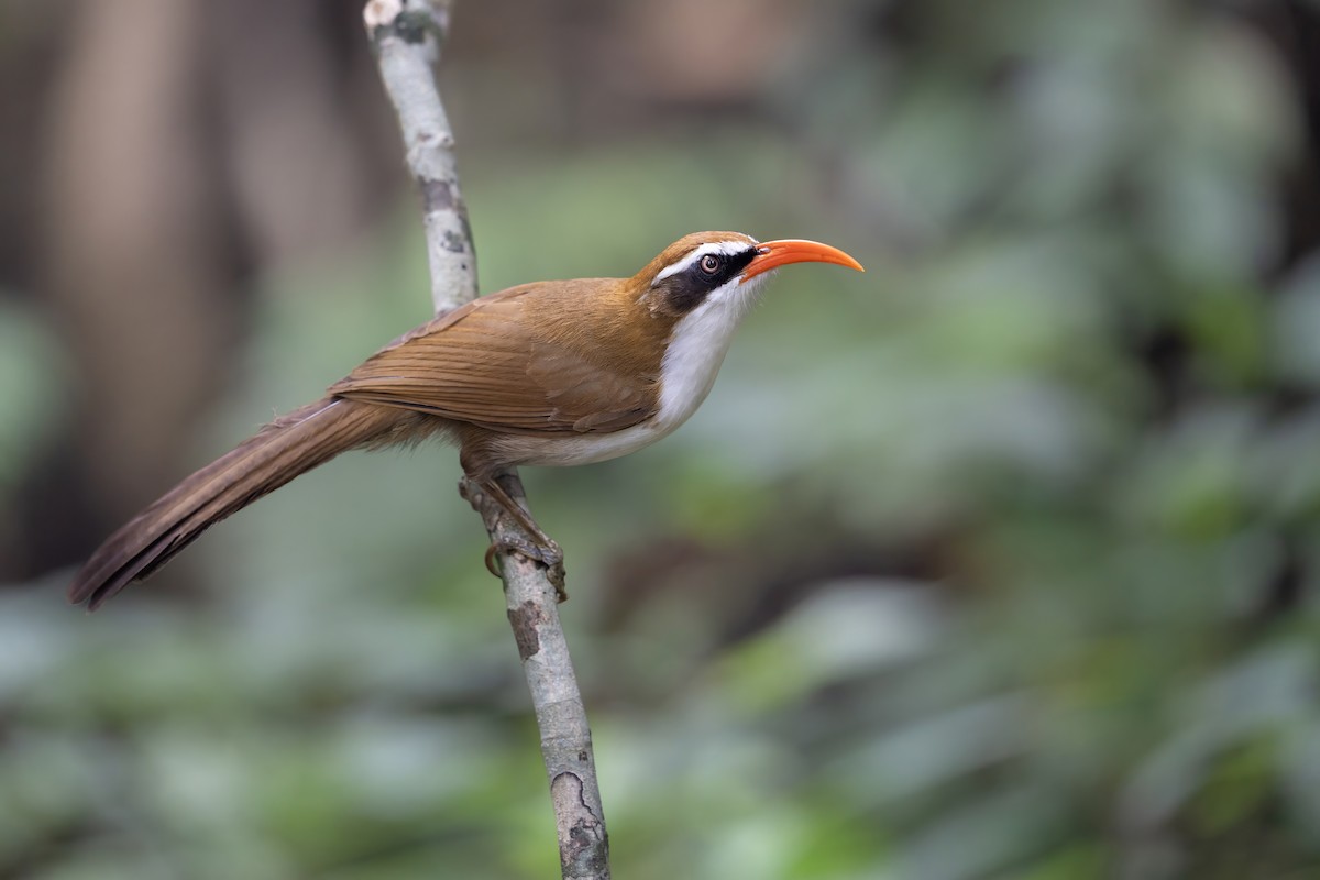 Red-billed Scimitar-Babbler - ML644458602