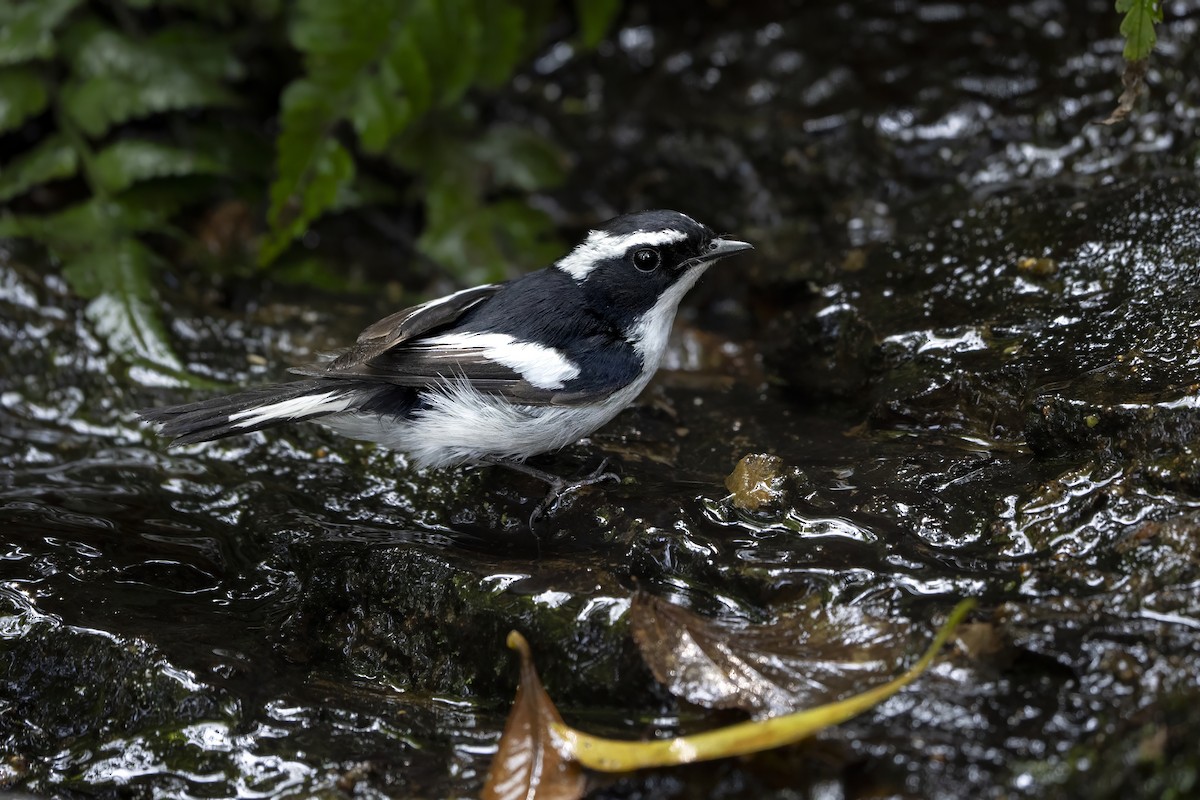 Little Pied Flycatcher - ML644458604