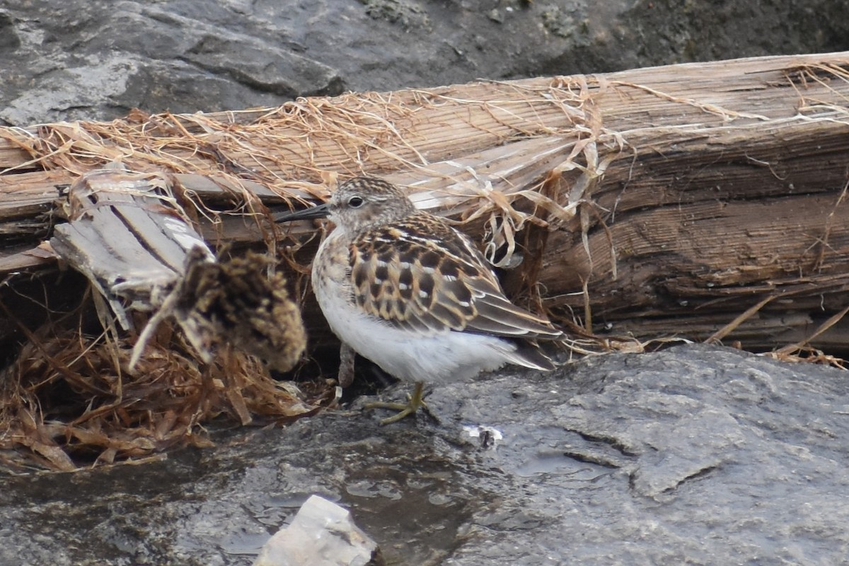 アメリカヒバリシギ - ML644458612