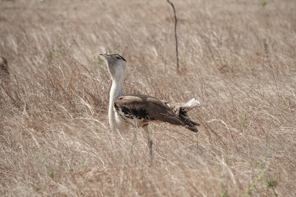 オーストラリアオオノガン - ML644458615