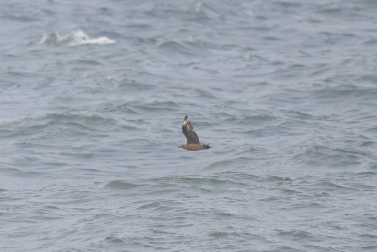 キタオオトウゾクカモメ - ML644458616