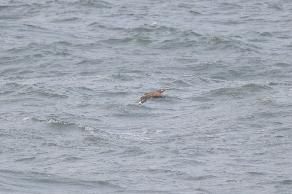 キタオオトウゾクカモメ - ML644458617