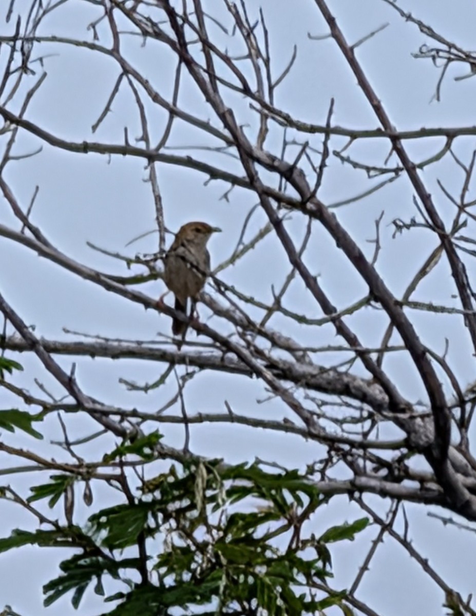 Levaillant's Cisticola - ML644458620