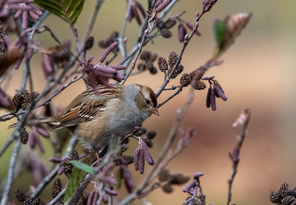 strnadec bělopásý - ML644458623