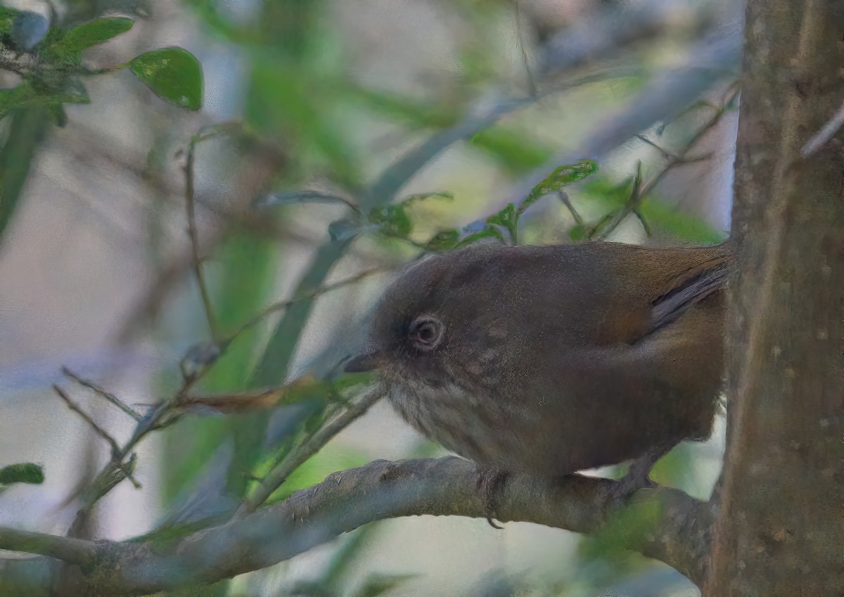 Taiwan Fulvetta - ML644458624