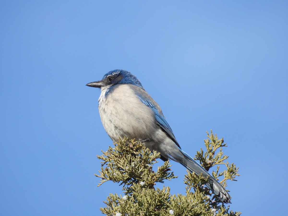 California Scrub-Jay - ML644458631