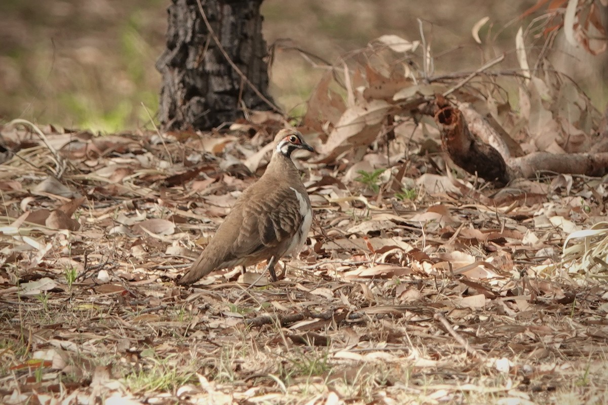 Голуб білобокий - ML644458634