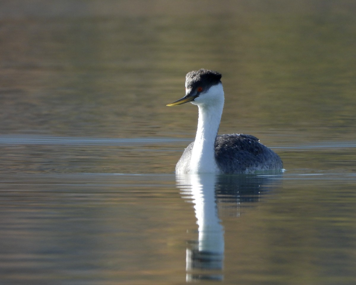 Western Grebe - ML644458635