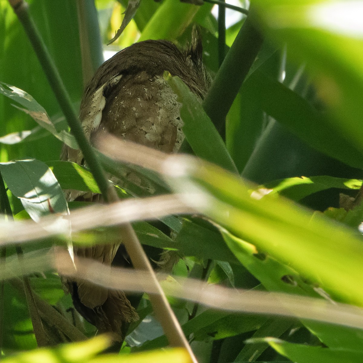White-fronted Scops-Owl - ML644458637