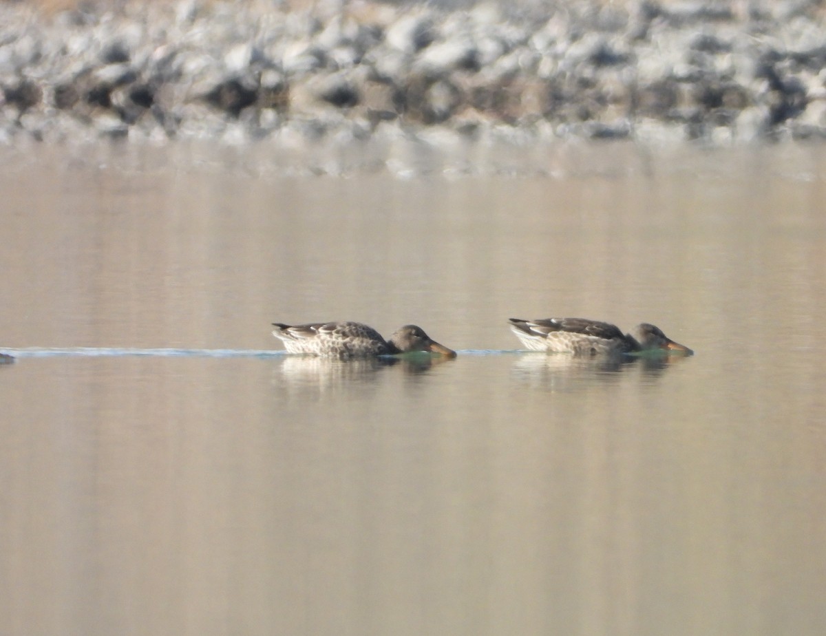 Northern Shoveler - ML644458638